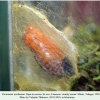 parnassius nordmanni pupa1